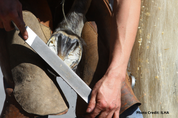 Trimming Horse Hooves for Hoof Health