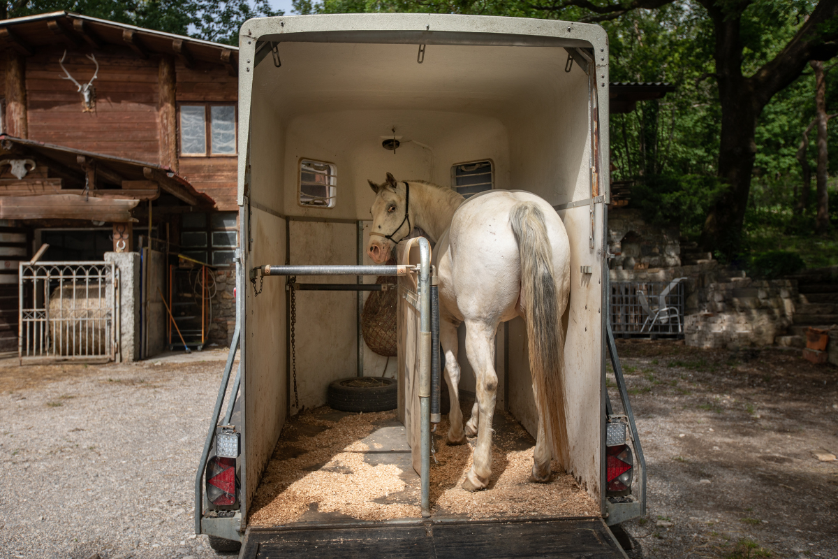 What to Do If Your Horse Won't Load: Expert Tips to Solve Fast