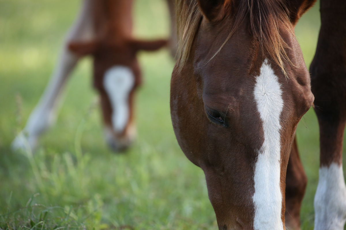 How Much Does a Horse Cost?