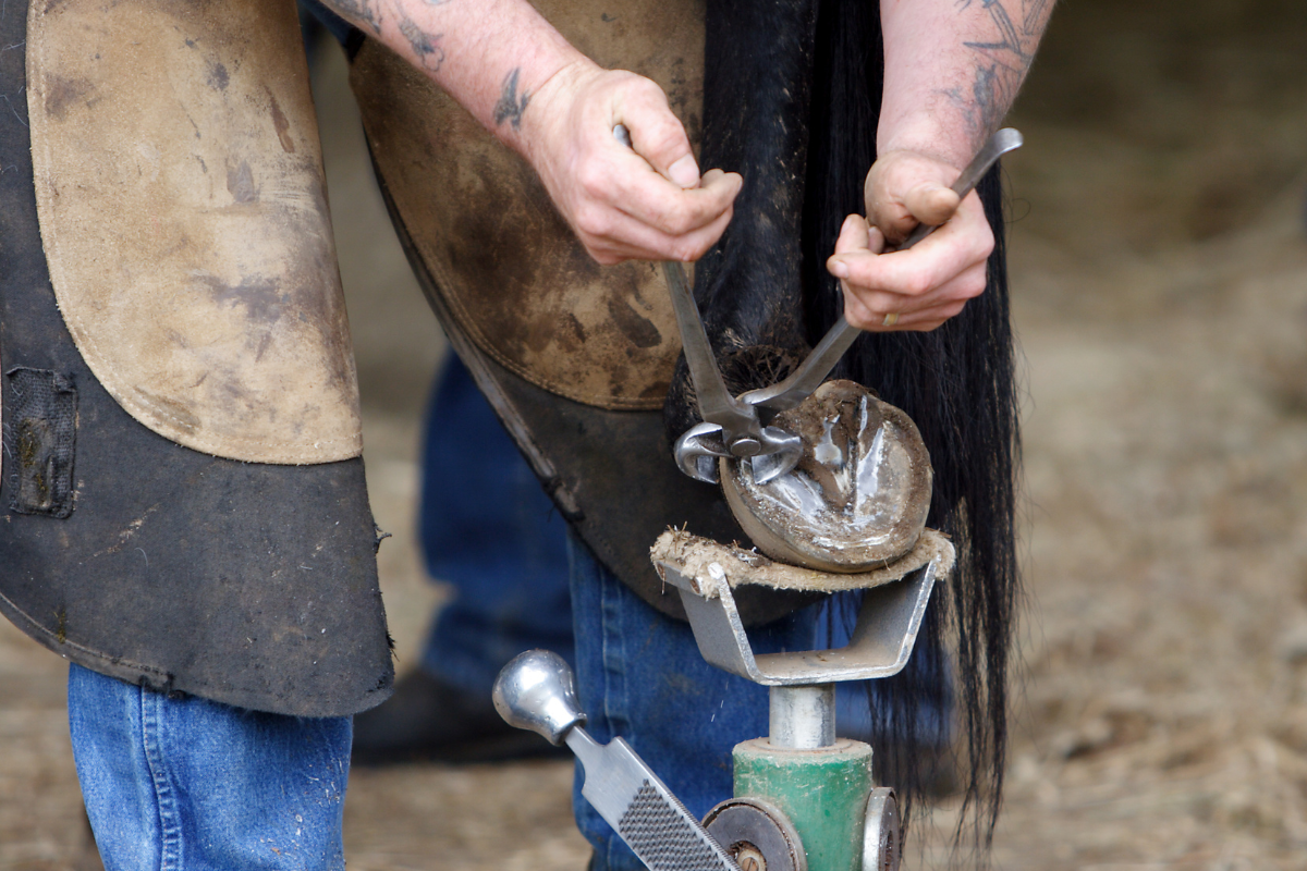 How Often Should My Horse See The Farrier?