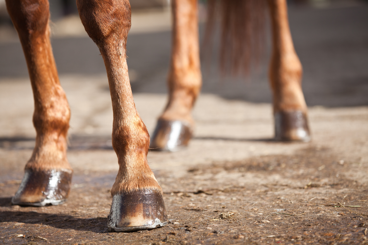 How to Protect Your Horse’s Legs After a Ride