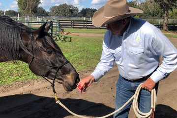 Getting Started with Essential Oils for Horses