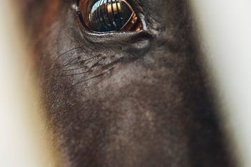 Why Your Horse Spooks and How You Can Help