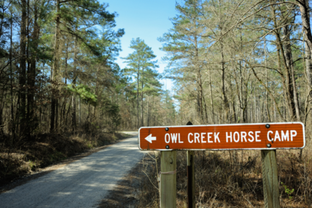 Camping with Horses: What You Need to Know