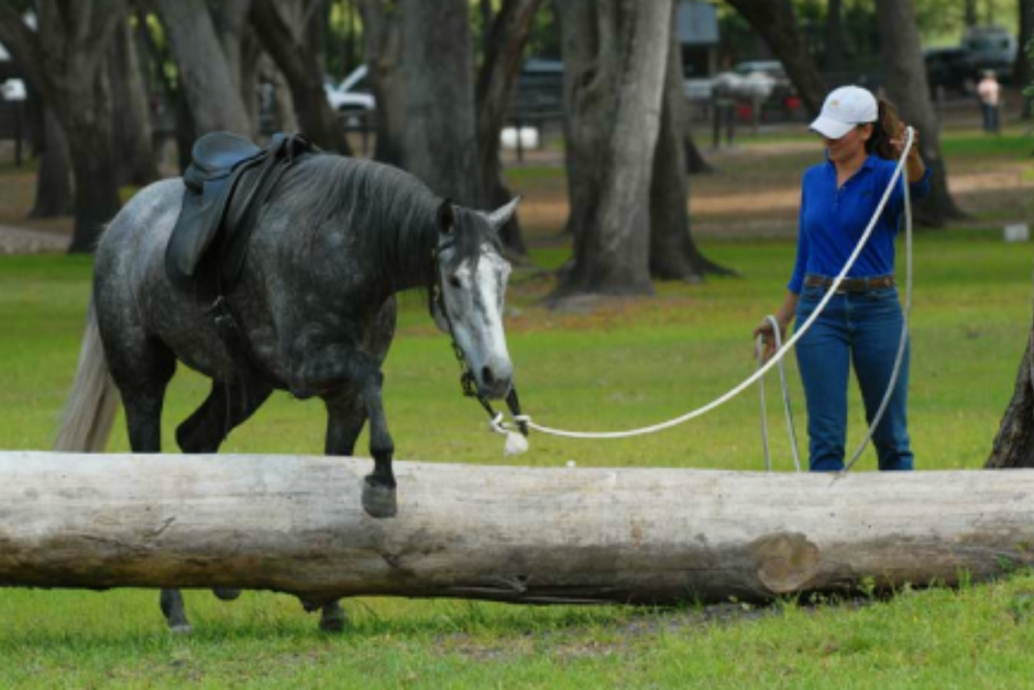 How to Solve Horse Spooking Naturally