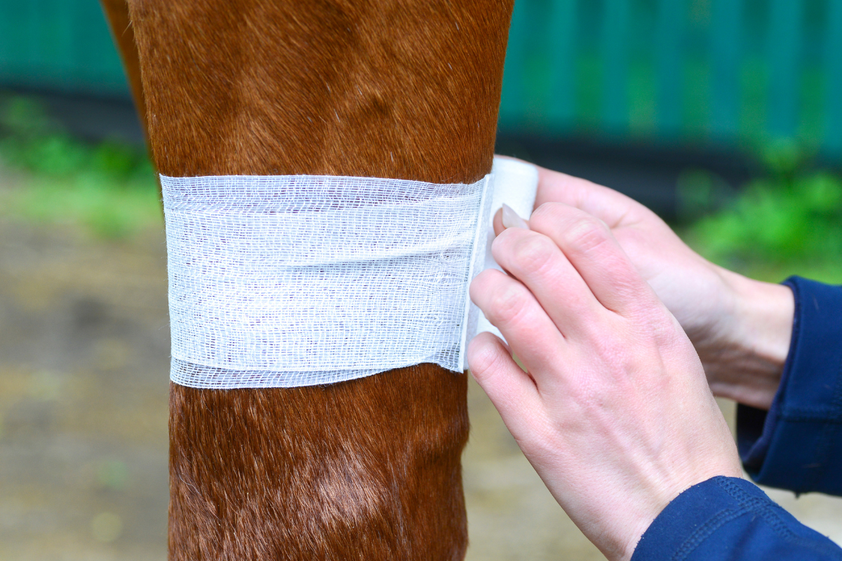 Equine First-Aid Kit Essentials