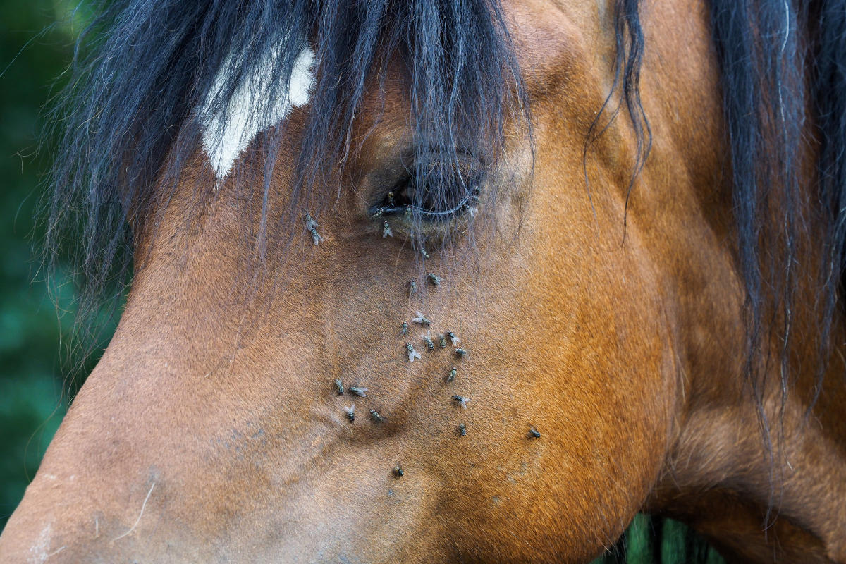 How to Protect Your Horse Against Flies
