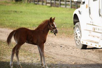 When (and How) Wean a Foal