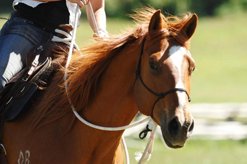 Horse Training with a Hackamore: What You Need to Know