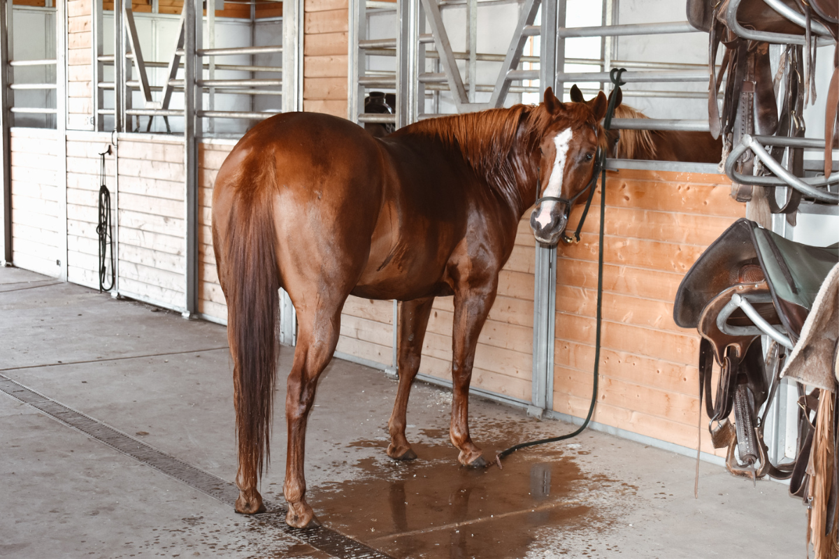 Are Horses Barn Sour? Or, Are They Barn Sweet?