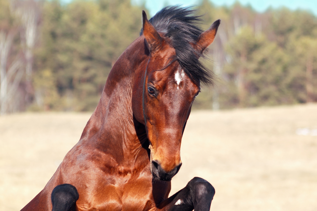 Why Horses Rear & What to Do About It: Insights from Parelli Natural H