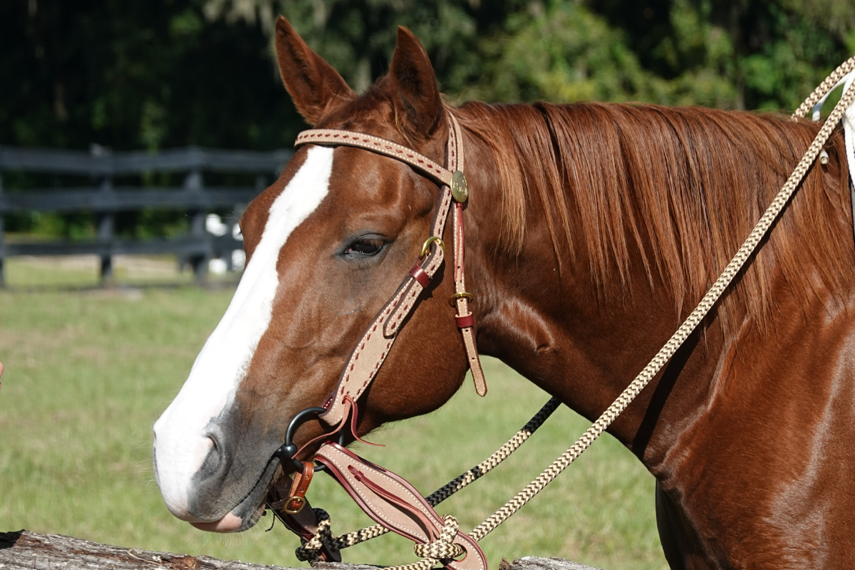 how to slow a horse down without pulling on reins
