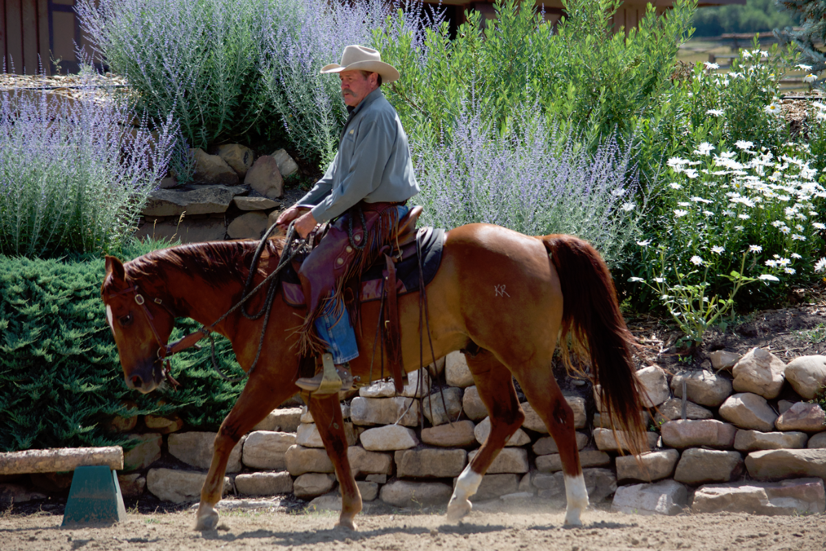 How Often Should You Ride Your Horse?