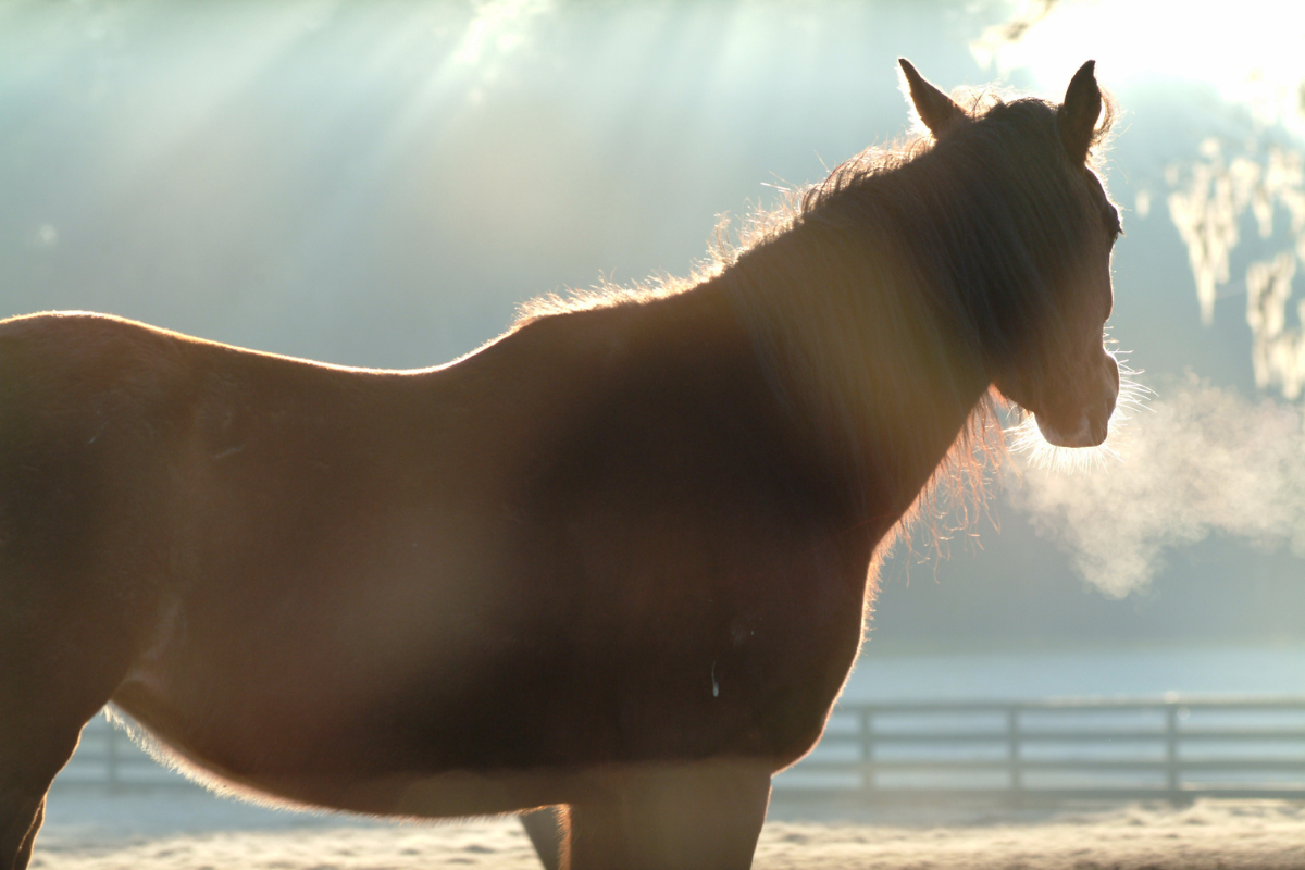 How Much Space Does A Horse Need To Thrive 