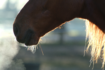 The Function of Horse Whiskers
