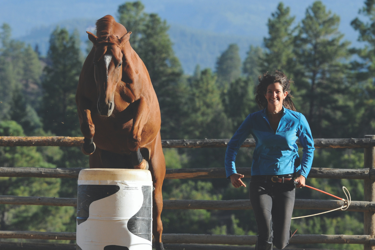 Leaps to Bounds: Understanding the Jumping Capabilities of Horses