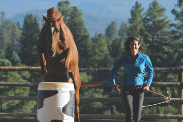 Leaps to Bounds: Understanding the Jumping Capabilities of Horses