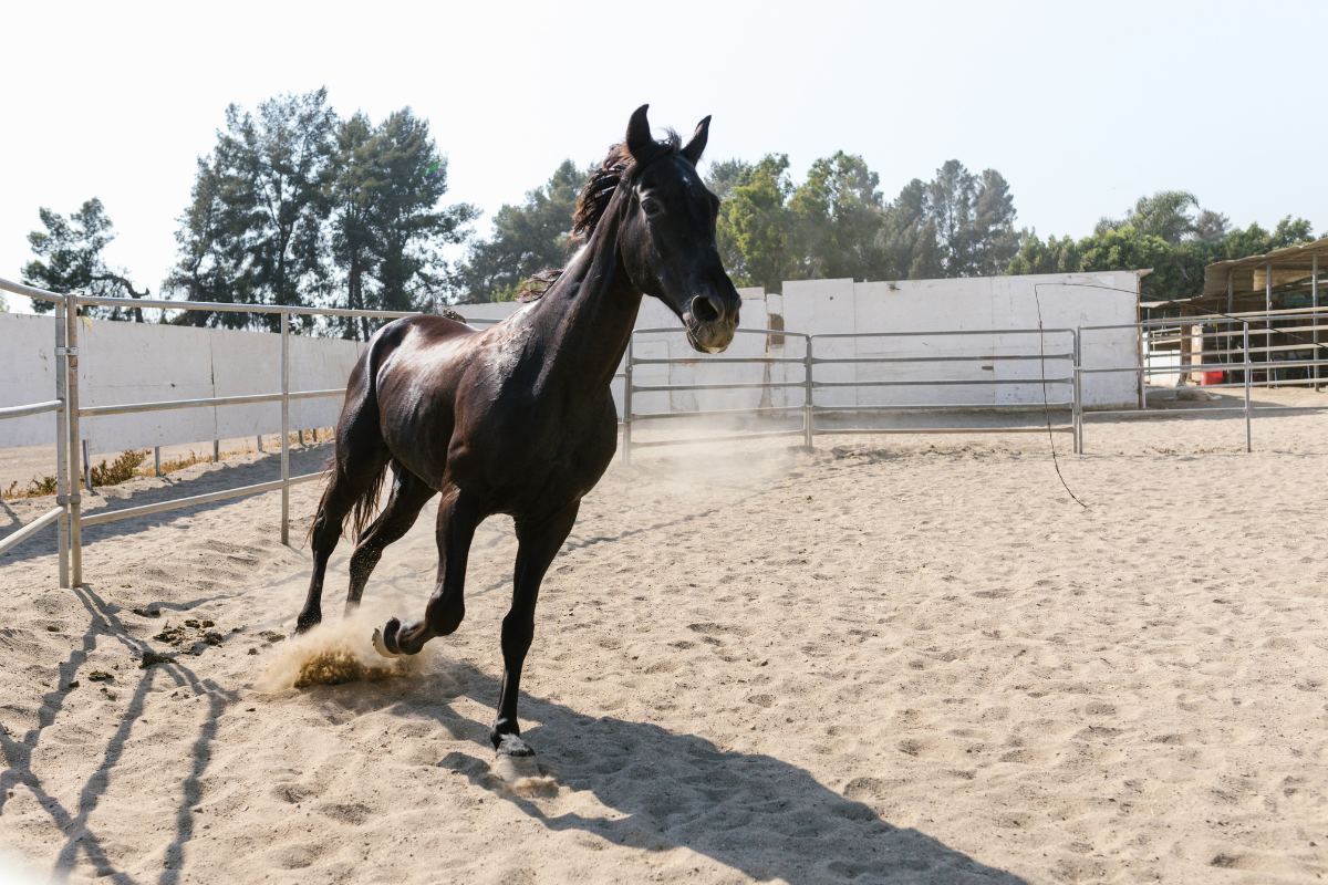 Round Pen Training: Has it Ruined More Horses Than It Has Helped?