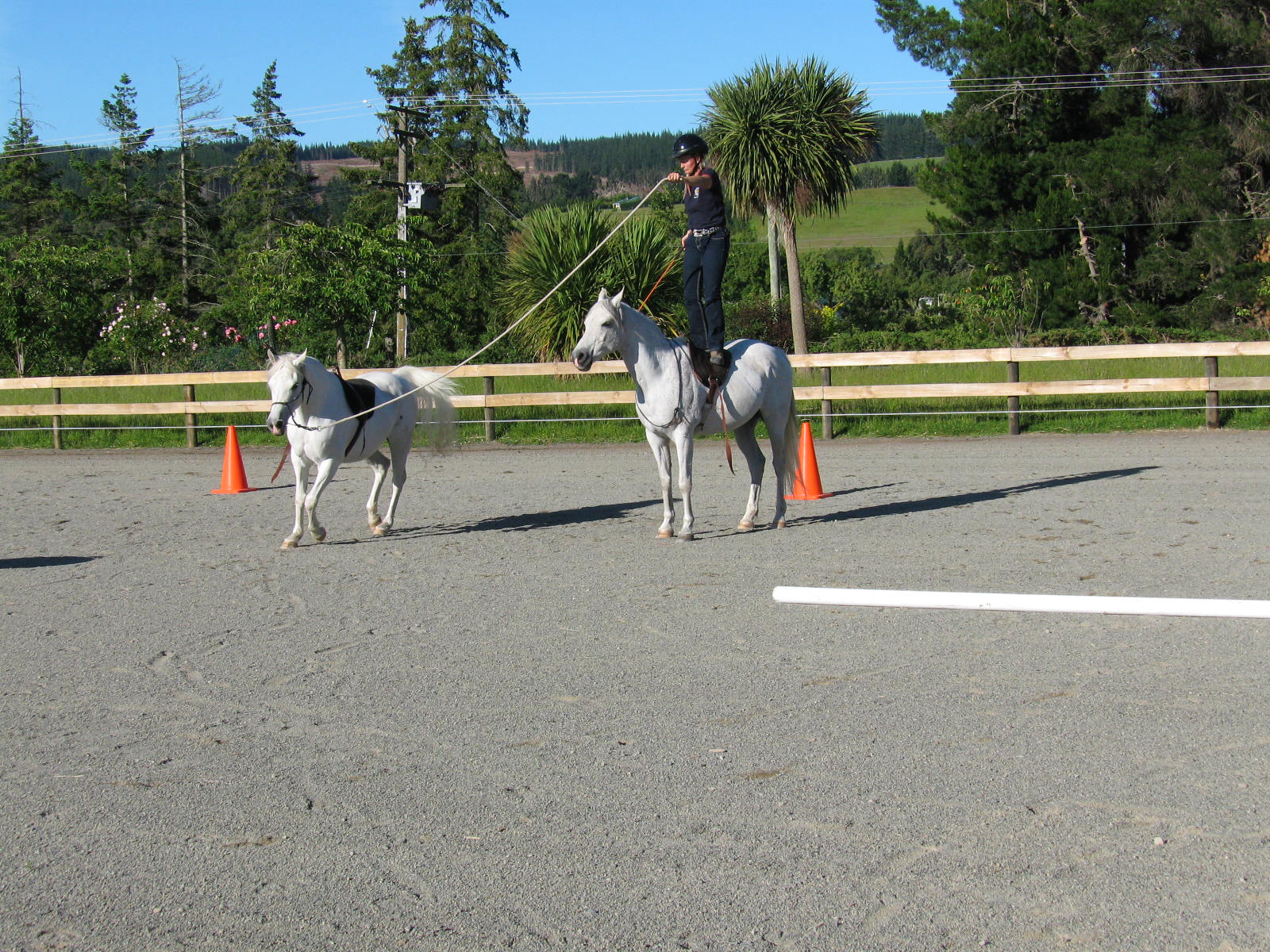 Question: Contact in a Bosal or Bit - Working Equitation Simplified