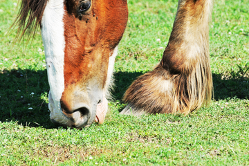 Laminitis in Horses - What You Need to Know