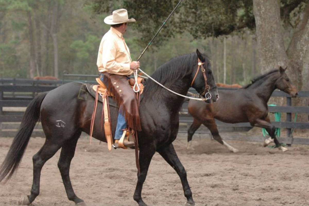 What is a Rear Cinch on a Saddle? A How-To Guide