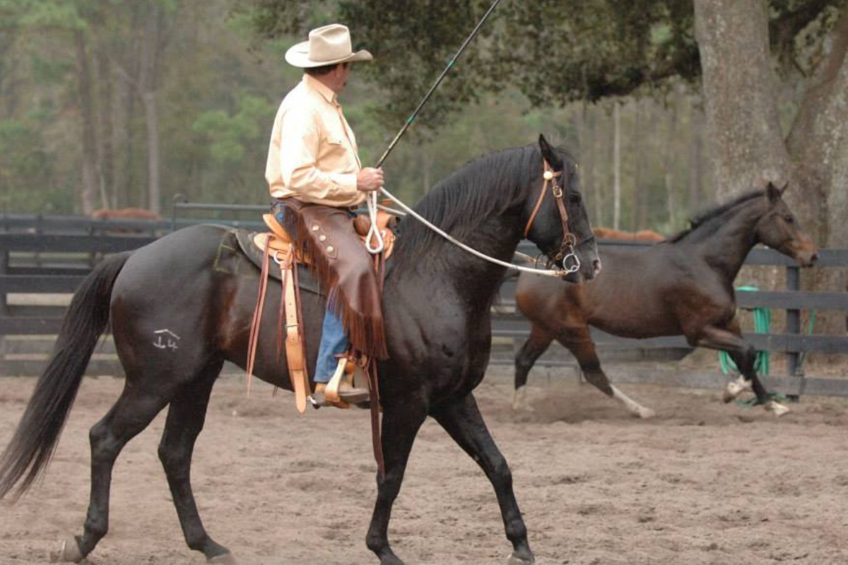 Cinch Definition What is a Rear Cinch on a Saddle? A How-To Guide
