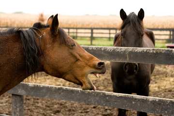 Coughing in Horses: Causes & Treatment