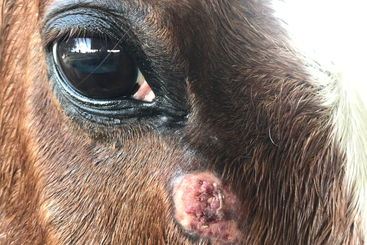 Summer Sores in Horses: Prevention & Treatment