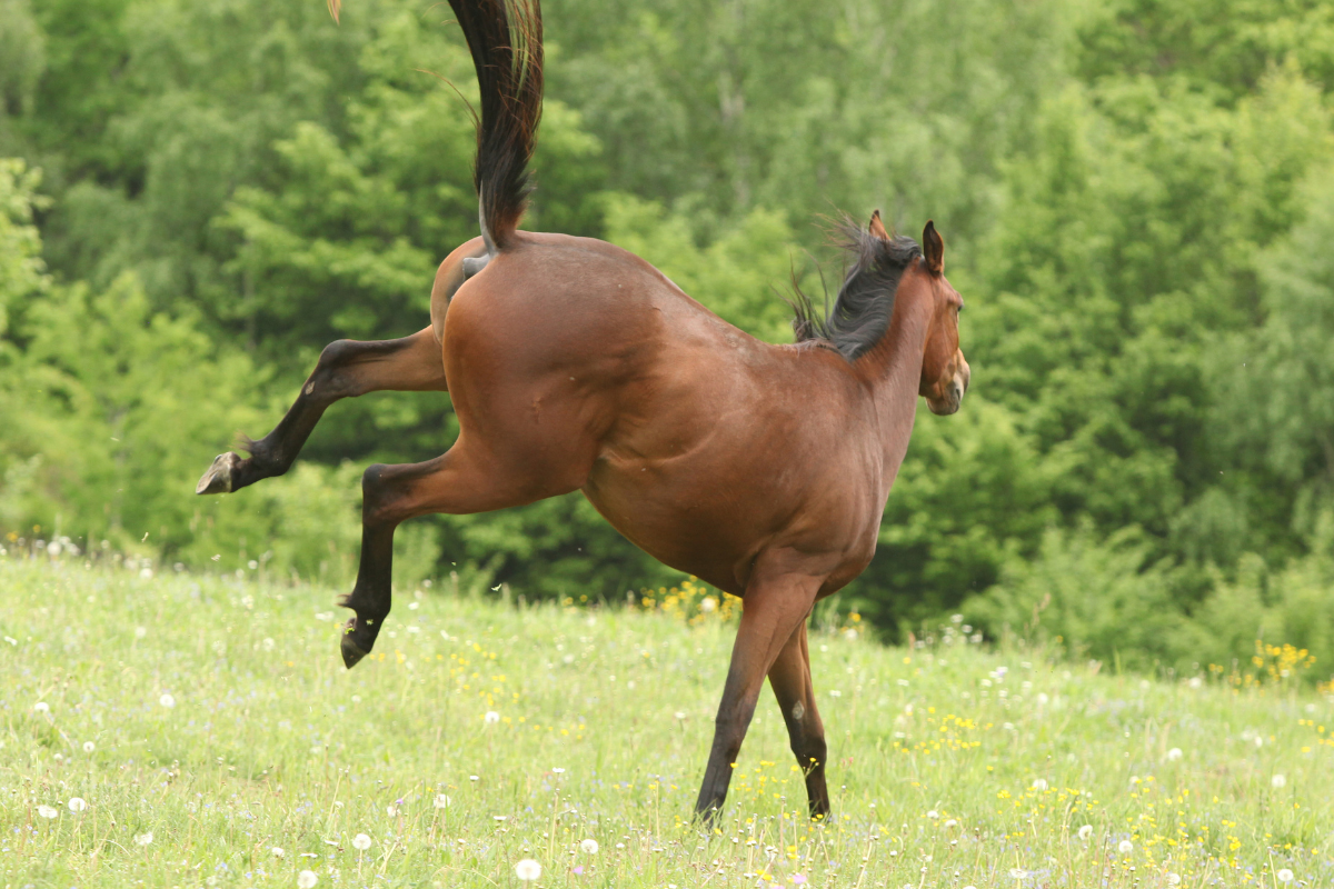 Kicked by a Horse? How to Prevent it in the Future.