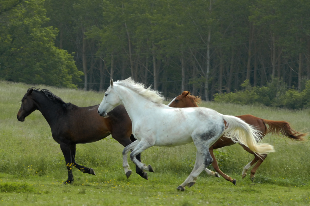 How Fast Can a Horse Run?