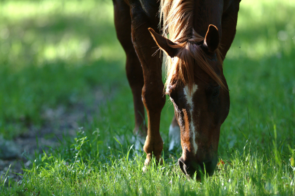 Is My Horse Overweight? - What the Experts Say