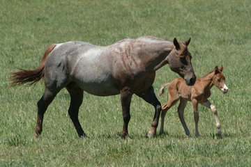 Horse Years to Human Years: All About the Equine Lifespan