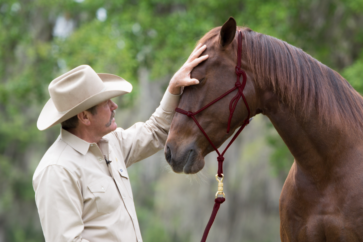 How to Train a Horse: Techniques for Beginners