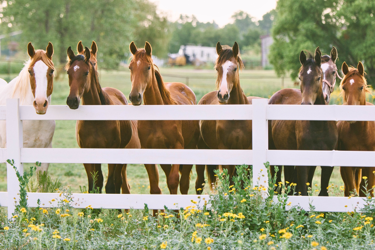 12 Most Popular Horse Breeds 12-most-popular-horse-breeds
