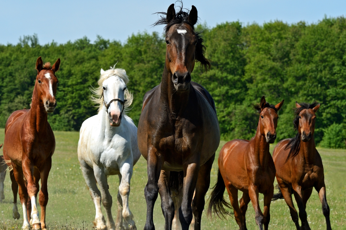 How Many Horse Breeds Are There How Many Horse Breeds Are There