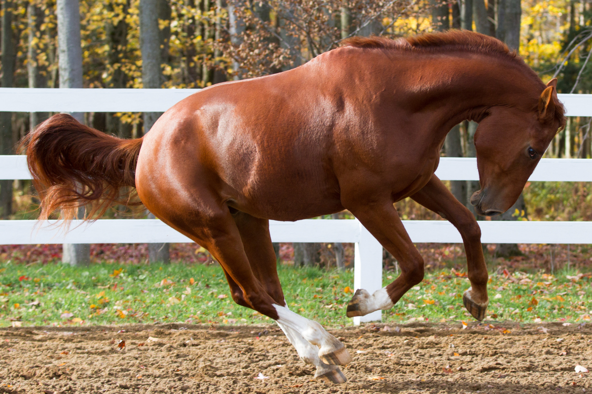 Don’t Make Me Buck! (What To Do If Your Horse Bucks)