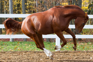 Don’t Make Me Buck! (What To Do If Your Horse Bucks)