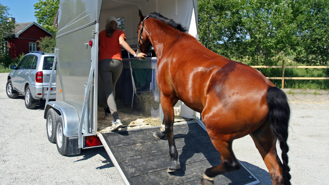 How Far Can A Horse Travel In A Day How far can a horse travel in a day