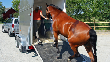 How Far Can a Horse Travel in a Day?