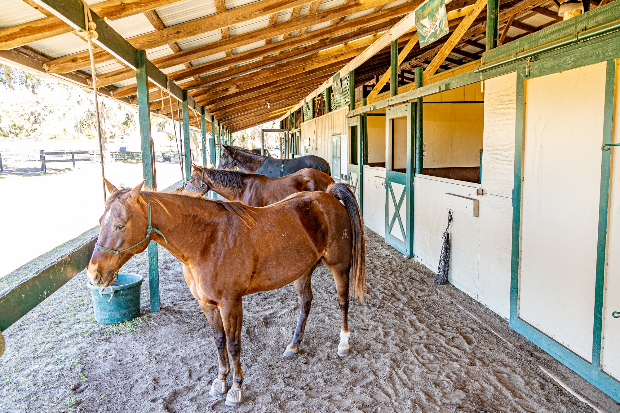 Puzzle Solving Separation Anxiety in Horses