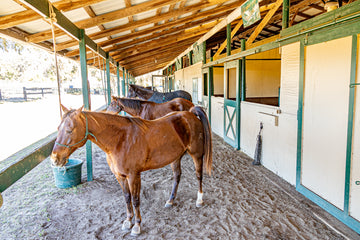 Puzzle Solving Separation Anxiety in Horses