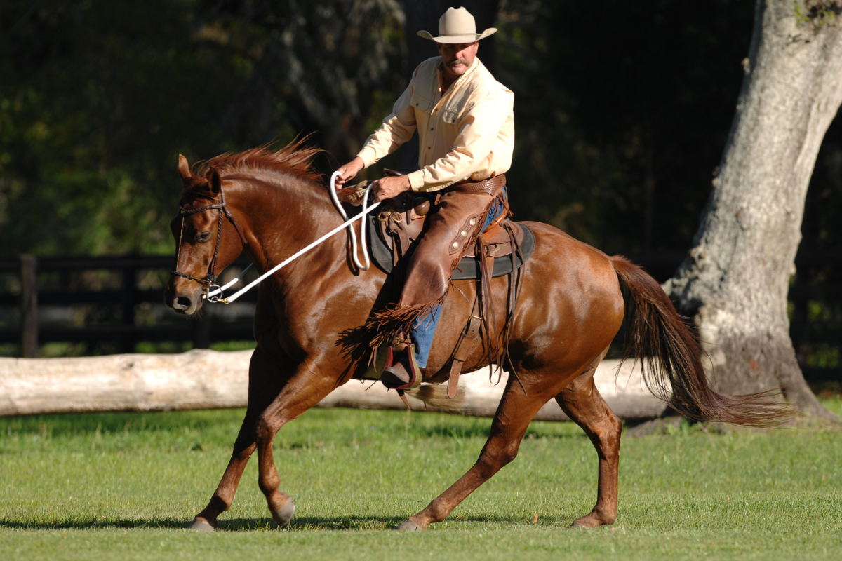 Essential Checklist: Ensuring Optimal Shoulder Clearance Before Riding with Parelli Saddles