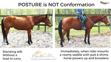 Understanding the Difference: Posture vs. Conformation in Horses and the Role of Parelli Saddles in Improving Posture