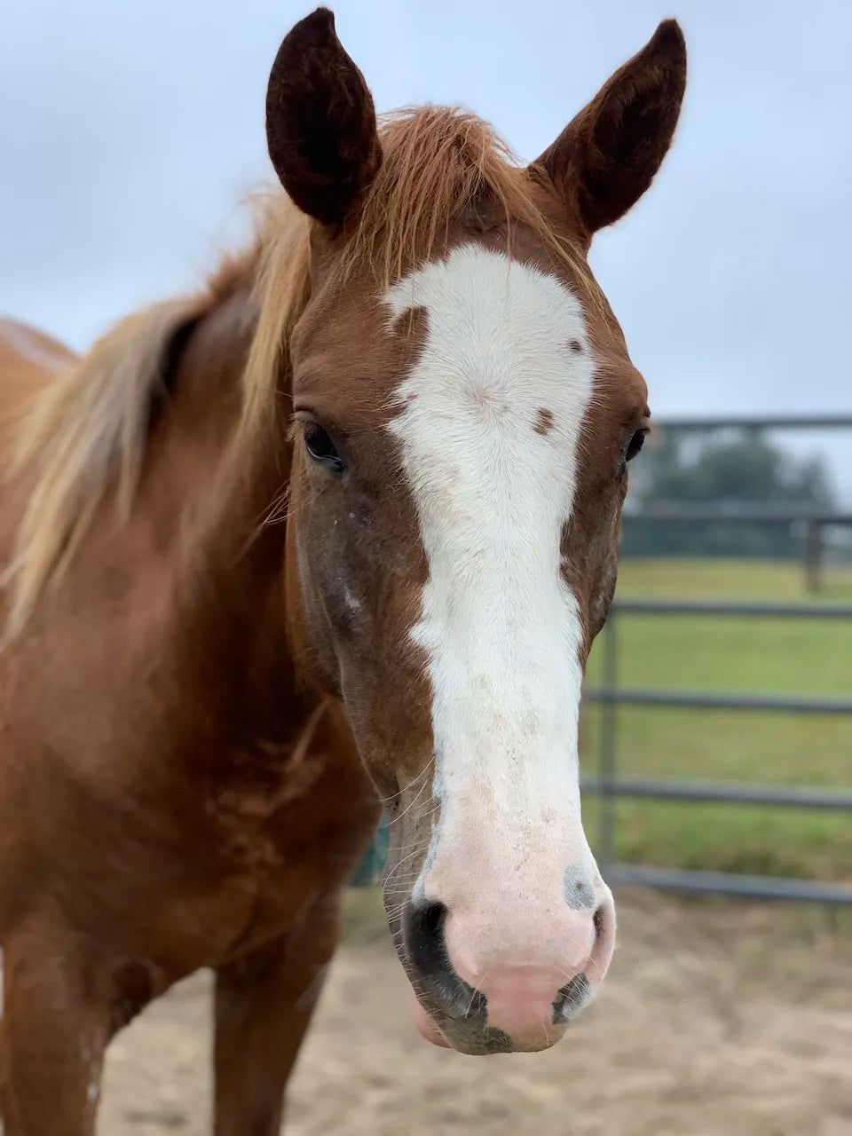 brown and white quarter horse