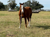 Daisy Duke