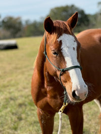 Daisy Duke