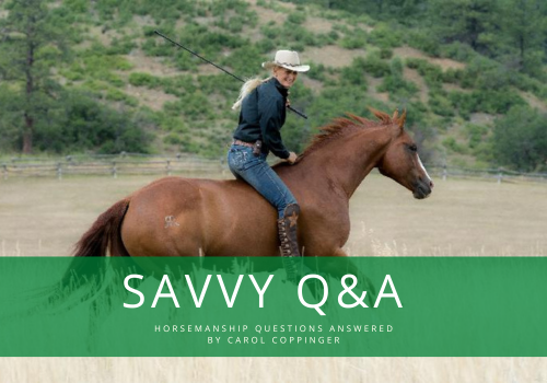 Savvy Q & A