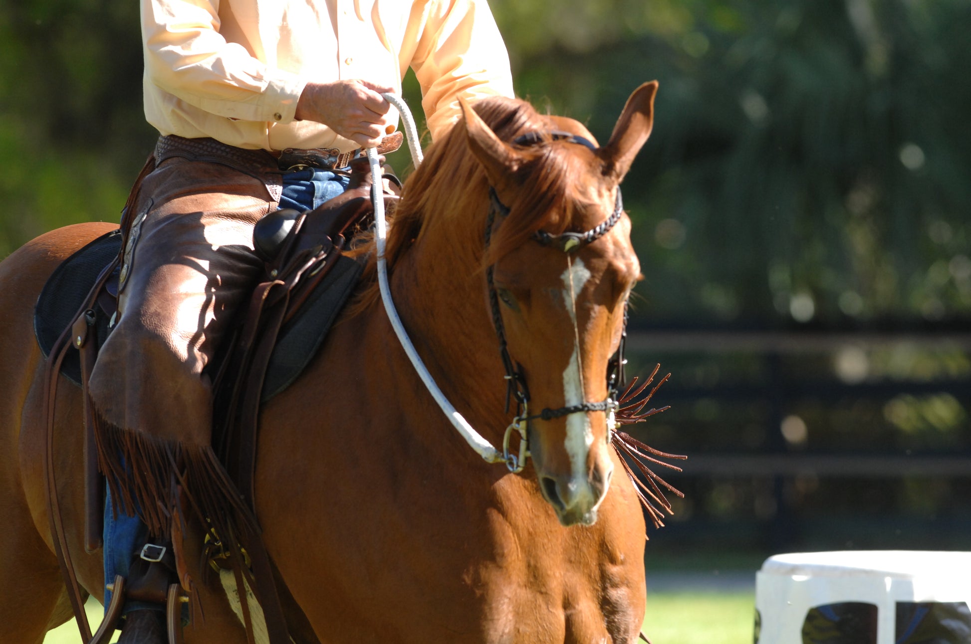 Best grackle bridles for every budget Horse & Hound Best grackle bridles for every budget Horse & Hound