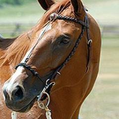 Cradle Bridle Headstall